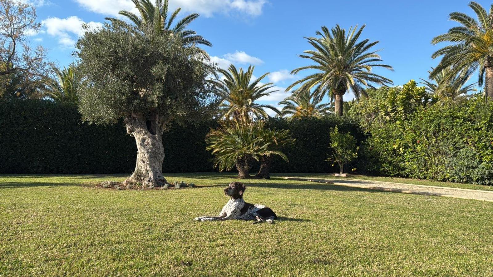 La Calma Espectacular Villa Con Jardin Y Piscina En Menorca ซัลการ์ ภายนอก รูปภาพ